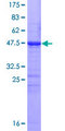 CDC20B Protein - 12.5% SDS-PAGE of human FLJ37927 stained with Coomassie Blue