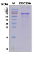 CDC25A Protein - SDS-PAGE under reducing conditions and visualized by Coomassie blue staining