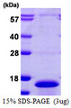 CDC26 Protein