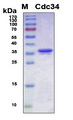 CDC34 Protein - SDS-PAGE under reducing conditions and visualized by Coomassie blue staining