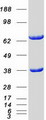 CDC37L1 Protein - Purified recombinant protein CDC37L1 was analyzed by SDS-PAGE gel and Coomassie Blue Staining