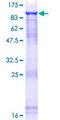 CDC40 Protein - 12.5% SDS-PAGE of human CDC40 stained with Coomassie Blue