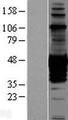 CDC42EP1 / CEP1 Protein - Western validation with an anti-DDK antibody * L: Control HEK293 lysate R: Over-expression lysate