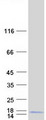 CDC42SE1 Protein - Purified recombinant protein CDC42SE1 was analyzed by SDS-PAGE gel and Coomassie Blue Staining