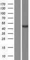 CDCP2 Protein - Western validation with an anti-DDK antibody * L: Control HEK293 lysate R: Over-expression lysate