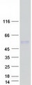 CDCP2 Protein - Purified recombinant protein CDCP2 was analyzed by SDS-PAGE gel and Coomassie Blue Staining