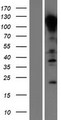 CDH1 / E Cadherin Protein - Western validation with an anti-DDK antibody * L: Control HEK293 lysate R: Over-expression lysate