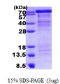 CDH11 / Cadherin 11 Protein