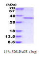 CDK1 / CDC2 Protein