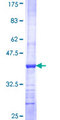 CDK17 / PCTK2 / PCTAIRE2 Protein - 12.5% SDS-PAGE Stained with Coomassie Blue.