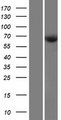 CDKAL1 Protein - Western validation with an anti-DDK antibody * L: Control HEK293 lysate R: Over-expression lysate
