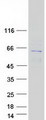 CDKAL1 Protein - Purified recombinant protein CDKAL1 was analyzed by SDS-PAGE gel and Coomassie Blue Staining