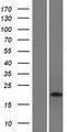 CDRT15 Protein - Western validation with an anti-DDK antibody * L: Control HEK293 lysate R: Over-expression lysate
