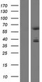 CDYL Protein - Western validation with an anti-DDK antibody * L: Control HEK293 lysate R: Over-expression lysate