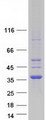 CDYL Protein - Purified recombinant protein CDYL was analyzed by SDS-PAGE gel and Coomassie Blue Staining