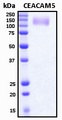 CEA / Carcinoembryonic Antigen Protein - SDS-PAGE under reducing conditions and visualized by Coomassie blue staining