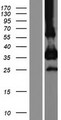 CEACAM19 Protein - Western validation with an anti-DDK antibody * L: Control HEK293 lysate R: Over-expression lysate