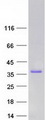 CEACAM19 Protein - Purified recombinant protein CEACAM19 was analyzed by SDS-PAGE gel and Coomassie Blue Staining