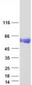 CEAL2 / CEACAM16 Protein - Purified recombinant protein CEACAM16 was analyzed by SDS-PAGE gel and Coomassie Blue Staining