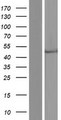CECR5 Protein - Western validation with an anti-DDK antibody * L: Control HEK293 lysate R: Over-expression lysate