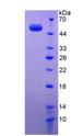 CELA1 / Pancreatic Elastase 1 Protein - Recombinant Elastase 1, Pancreatic By SDS-PAGE