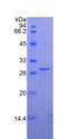 CELA3B / ELA3B Protein - Recombinant Elastase 3B By SDS-PAGE