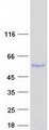 CELF3 Protein - Purified recombinant protein CELF3 was analyzed by SDS-PAGE gel and Coomassie Blue Staining