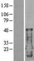 CEND1 Protein - Western validation with an anti-DDK antibody * L: Control HEK293 lysate R: Over-expression lysate