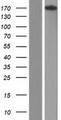 CENTD2 / ARAP1 Protein - Western validation with an anti-DDK antibody * L: Control HEK293 lysate R: Over-expression lysate