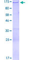 CENTD2 / ARAP1 Protein - 12.5% SDS-PAGE of human ARAP1 stained with Coomassie Blue