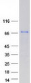 CEP72 Protein - Purified recombinant protein CEP72 was analyzed by SDS-PAGE gel and Coomassie Blue Staining