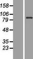 CEP83 / CCDC41 Protein - Western validation with an anti-DDK antibody * L: Control HEK293 lysate R: Over-expression lysate