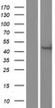 CERKL Protein - Western validation with an anti-DDK antibody * L: Control HEK293 lysate R: Over-expression lysate