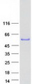 CERKL Protein - Purified recombinant protein CERKL was analyzed by SDS-PAGE gel and Coomassie Blue Staining