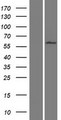CFAP52 / WDR16 Protein - Western validation with an anti-DDK antibody * L: Control HEK293 lysate R: Over-expression lysate
