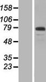 CFAP57 / WDR65 Protein - Western validation with an anti-DDK antibody * L: Control HEK293 lysate R: Over-expression lysate