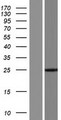 CFC1B Protein - Western validation with an anti-DDK antibody * L: Control HEK293 lysate R: Over-expression lysate