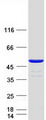 CFDP1 Protein - Purified recombinant protein CFDP1 was analyzed by SDS-PAGE gel and Coomassie Blue Staining