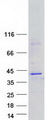 CFHR3 / CFHL3 Protein - Purified recombinant protein CFHR3 was analyzed by SDS-PAGE gel and Coomassie Blue Staining