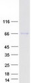 CFHR5 Protein - Purified recombinant protein CFHR5 was analyzed by SDS-PAGE gel and Coomassie Blue Staining