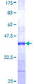 CGGBP1 Protein - 12.5% SDS-PAGE Stained with Coomassie Blue.