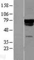 CHAF1B / CAF1 Protein - Western validation with an anti-DDK antibody * L: Control HEK293 lysate R: Over-expression lysate