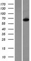 CHDH / CHD Protein - Western validation with an anti-DDK antibody * L: Control HEK293 lysate R: Over-expression lysate