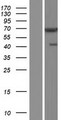 CHFR Protein - Western validation with an anti-DDK antibody * L: Control HEK293 lysate R: Over-expression lysate