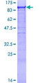 CHFR Protein - 12.5% SDS-PAGE of human CHFR stained with Coomassie Blue