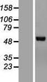 CHN2 / Chimerin 2 Protein - Western validation with an anti-DDK antibody * L: Control HEK293 lysate R: Over-expression lysate