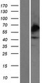 CHST4 / GlcNAc6ST2 Protein - Western validation with an anti-DDK antibody * L: Control HEK293 lysate R: Over-expression lysate