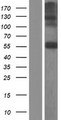 CHST7 Protein - Western validation with an anti-DDK antibody * L: Control HEK293 lysate R: Over-expression lysate
