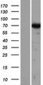 CILD9 / DNAI2 Protein - Western validation with an anti-DDK antibody * L: Control HEK293 lysate R: Over-expression lysate