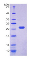 CIRP / CIRBP Protein - Recombinant  Cold Inducible RNA Binding Protein By SDS-PAGE